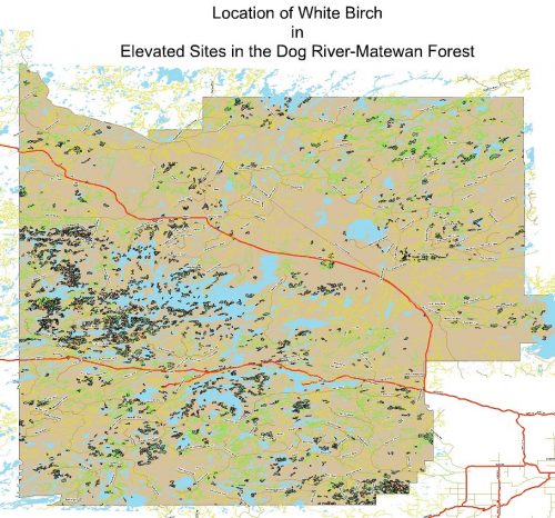 Location of White Birch in Elevated Sites