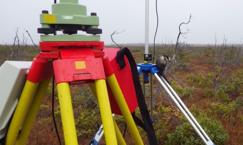 Grey Jay in Labrador landing on the radio tripod