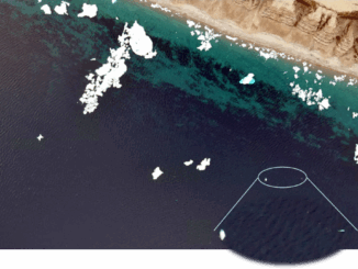 |Beluga whales|Beluga Whales2|Beluga whales3