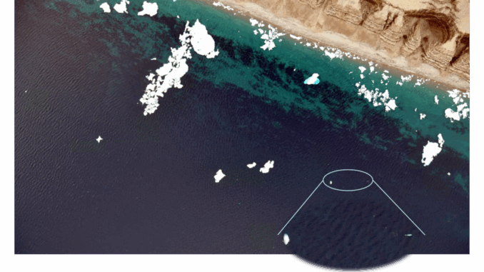 |Beluga whales|Beluga Whales2|Beluga whales3