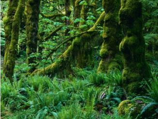 BC Forest GIS & Geomatics|||