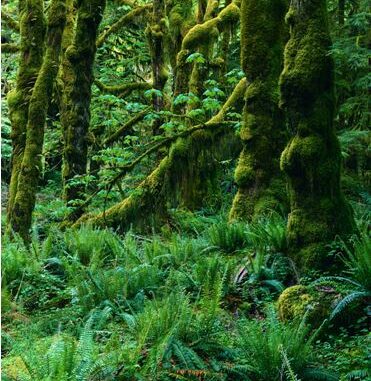 BC Forest GIS & Geomatics|||