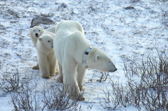 Polar bears wearing GPS tracking collars