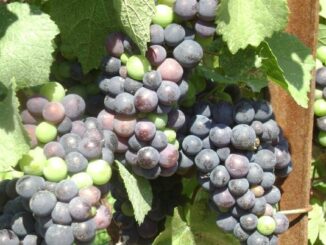 |||Weighted Raster Calculation|Raw results