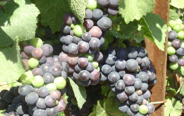 |||Weighted Raster Calculation|Raw results