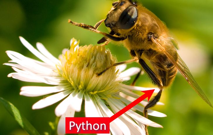 Python bees knees James Fee